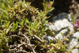 صورة Thymus callieri Borbás ex Velen.