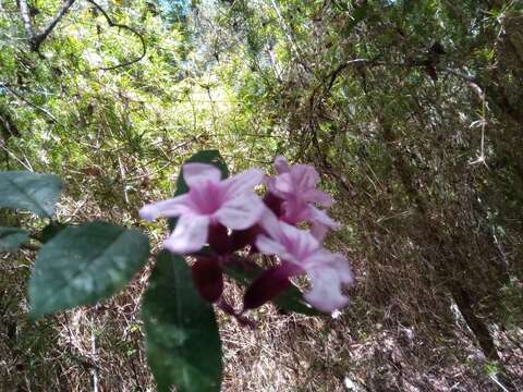 Image of Clerodendrum arenarium Baker