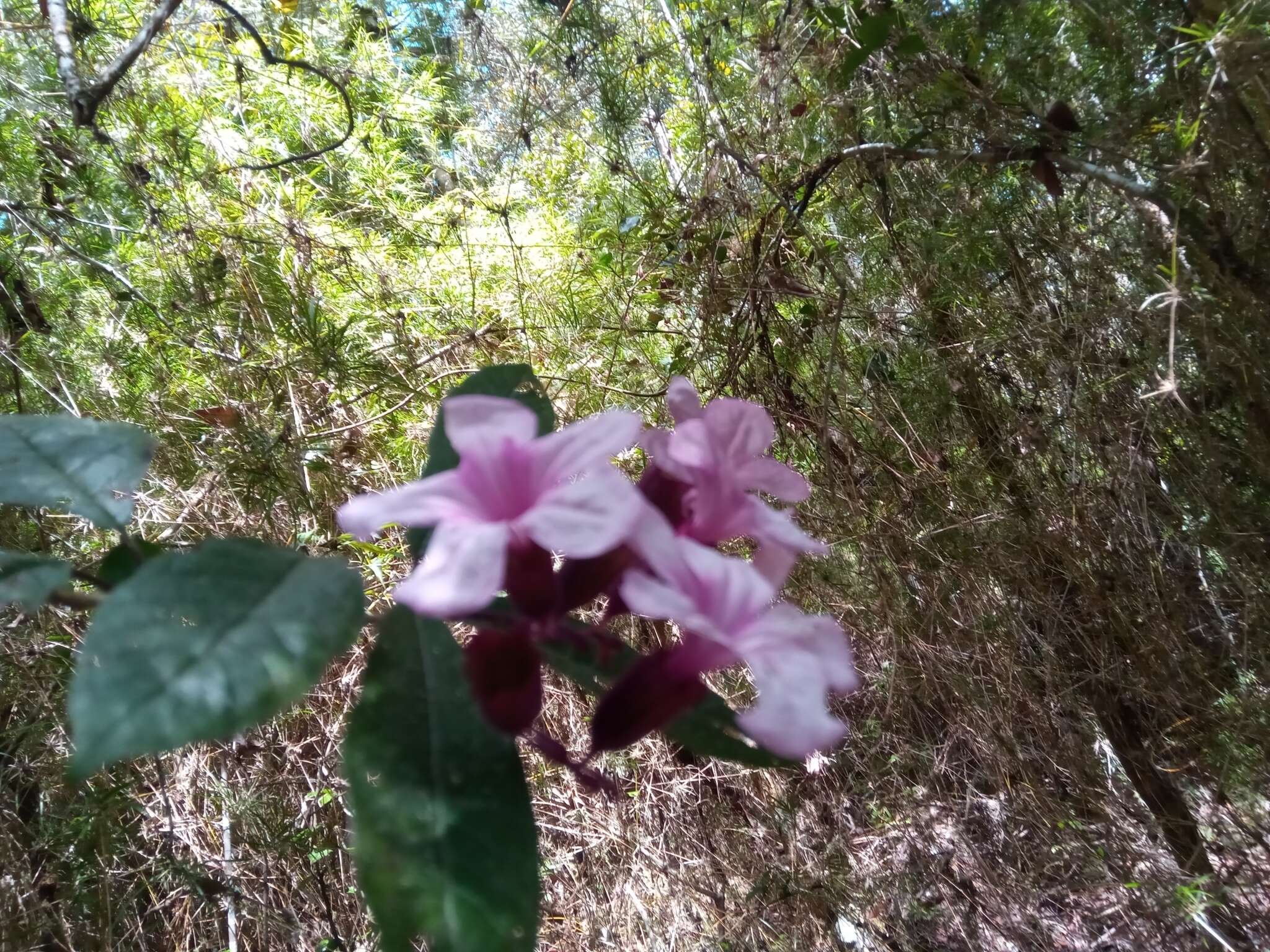 Imagem de Clerodendrum arenarium Baker