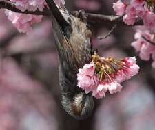 Image of Brown-eared Bulbul