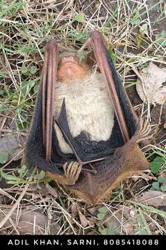 Image of Tickell's Bat