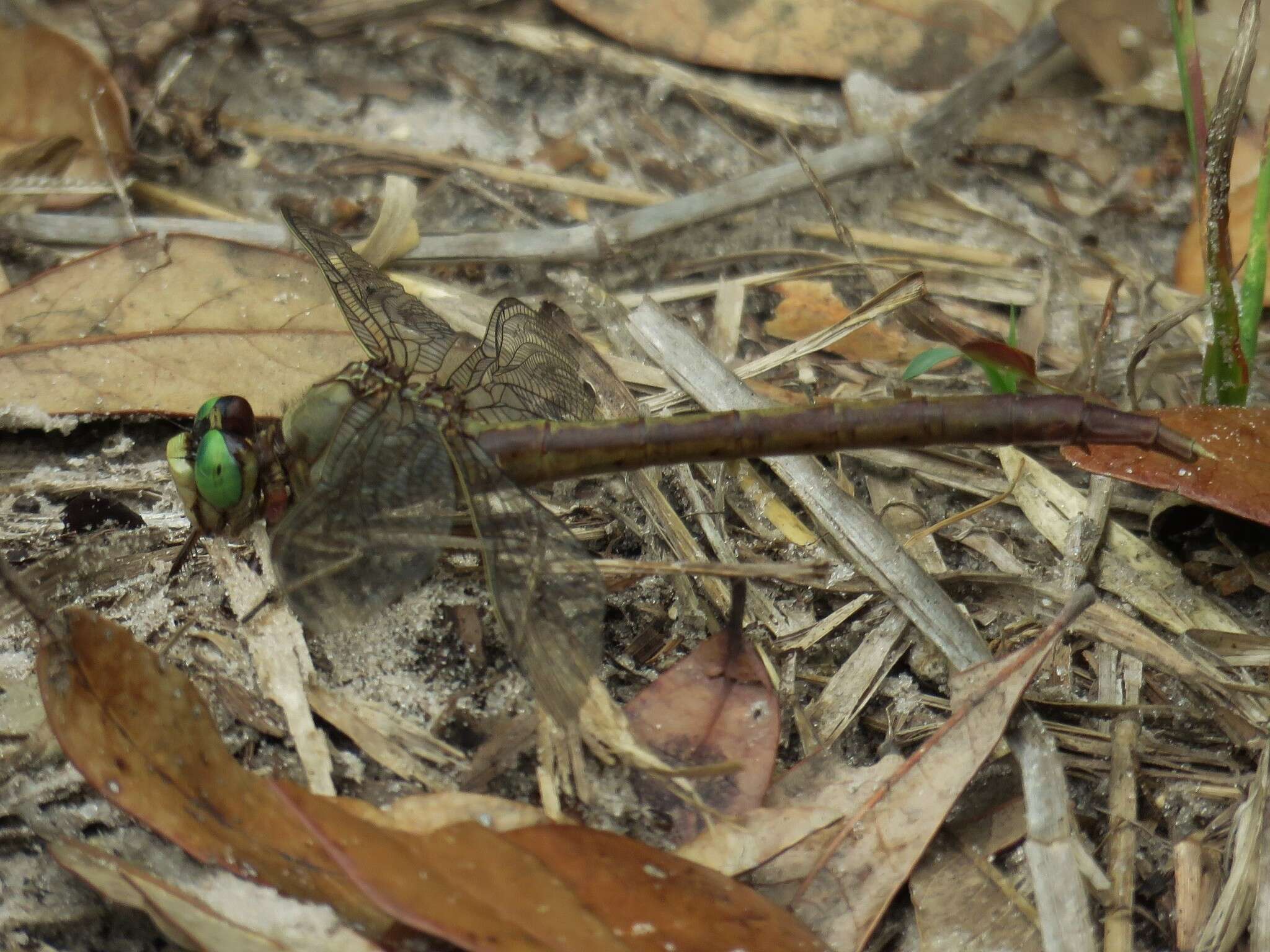 Imagem de Arigomphus pallidus (Rambur 1842)