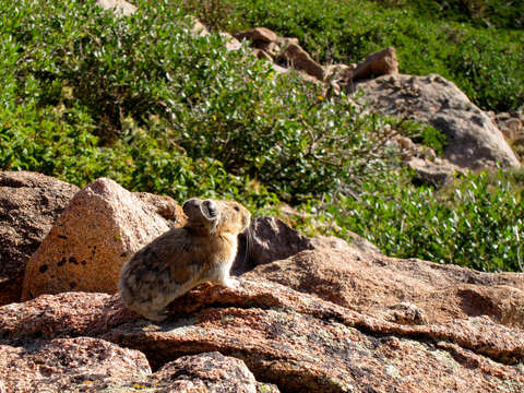 Image of Ochotona subgen. Pika Lacépède 1799