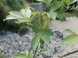 Image of Salix silesiaca Willd.