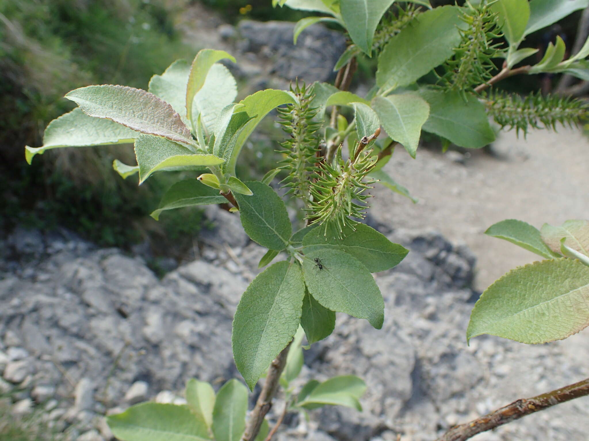 Image of Salix silesiaca Willd.