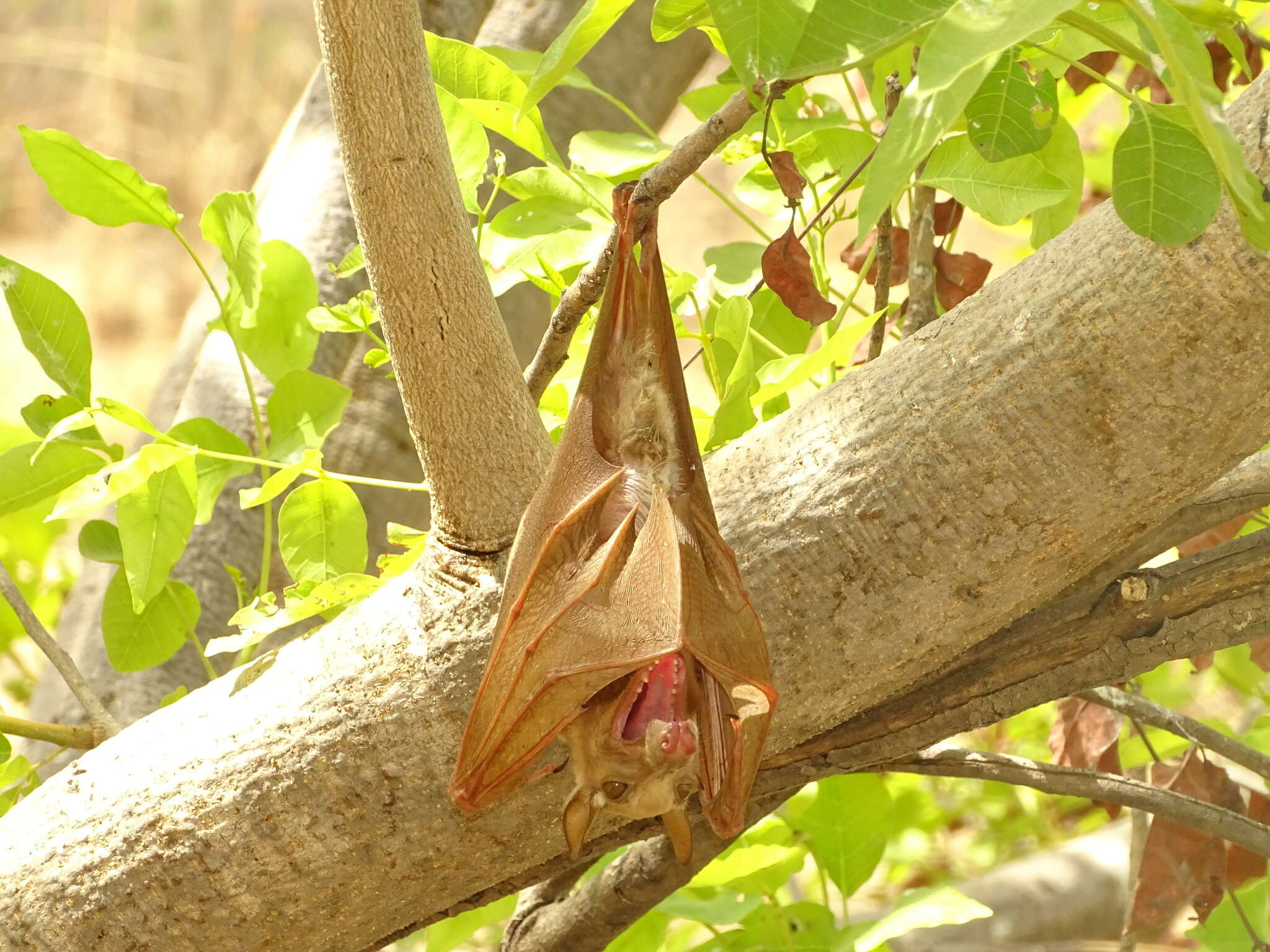 Image of Gambian Epauletted Fruit Bat