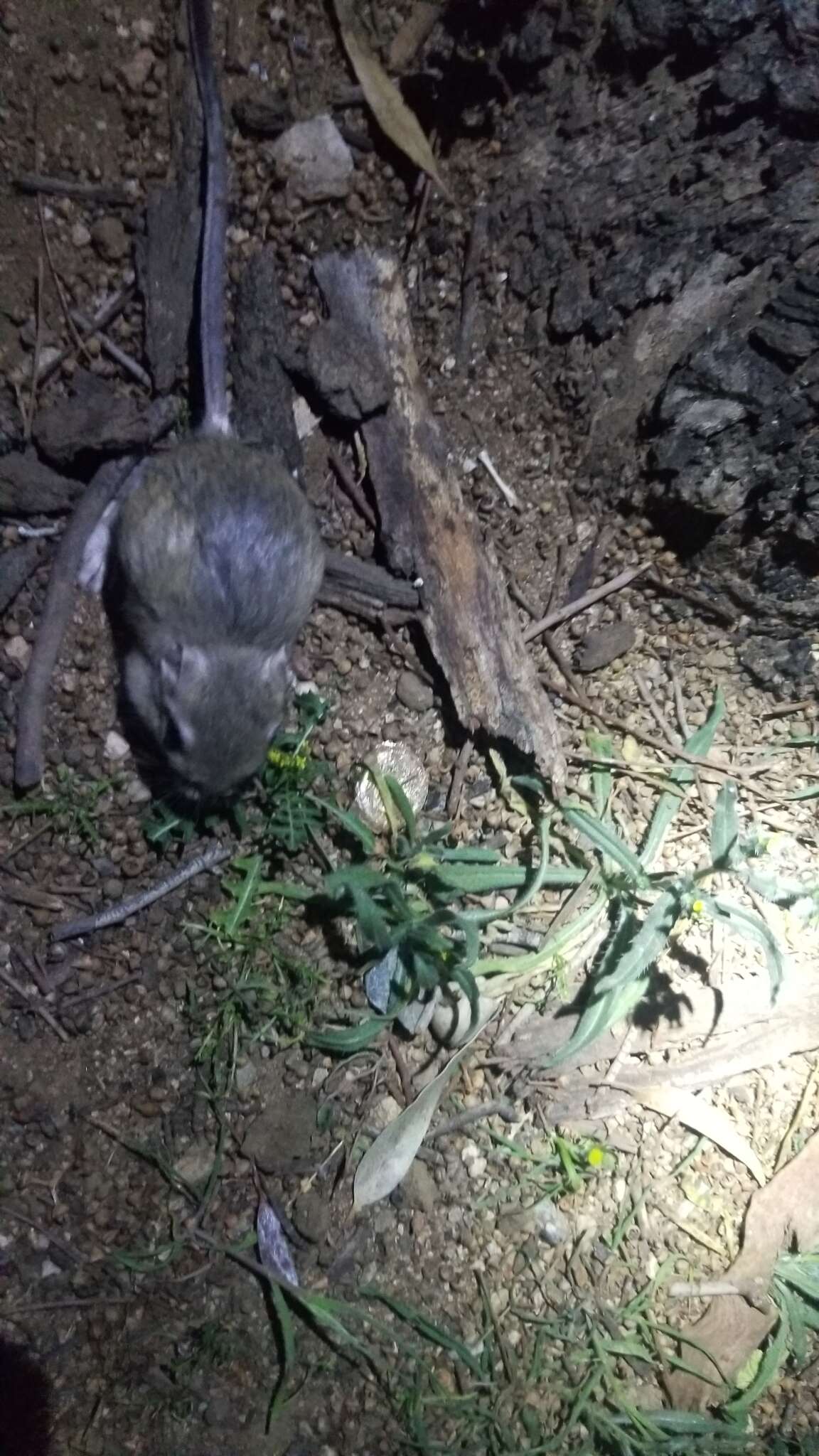 Image of Giant Kangaroo Rat