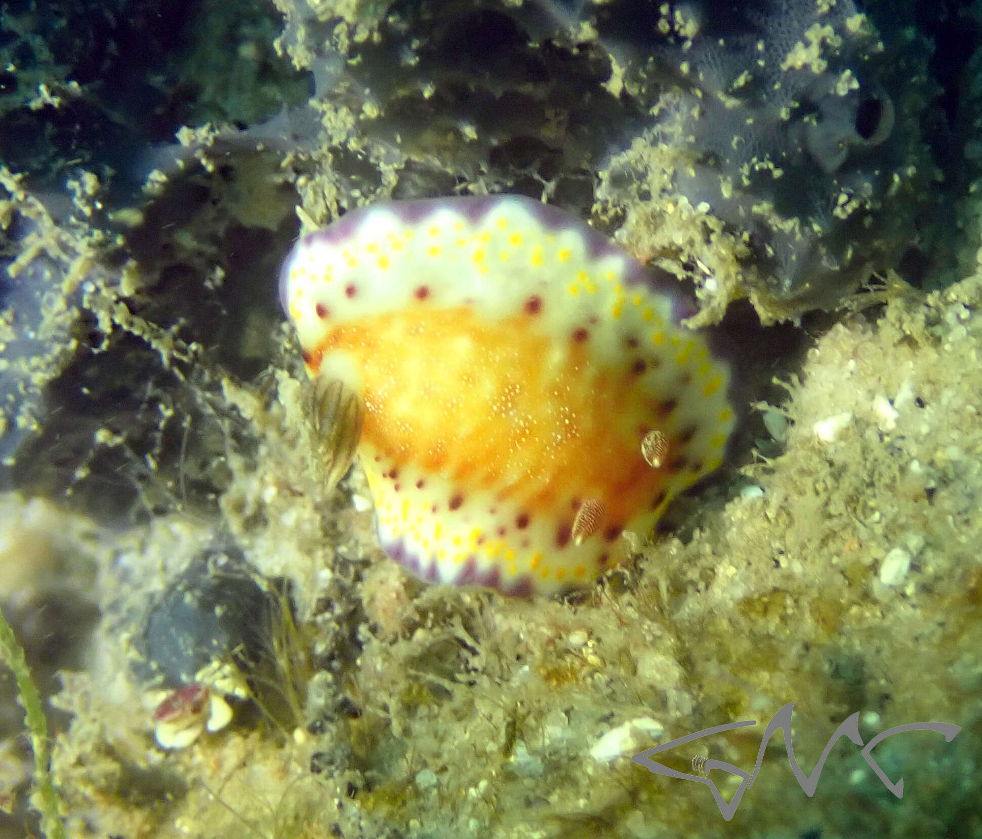 Image of Goniobranchus collingwoodi (Rudman 1987)