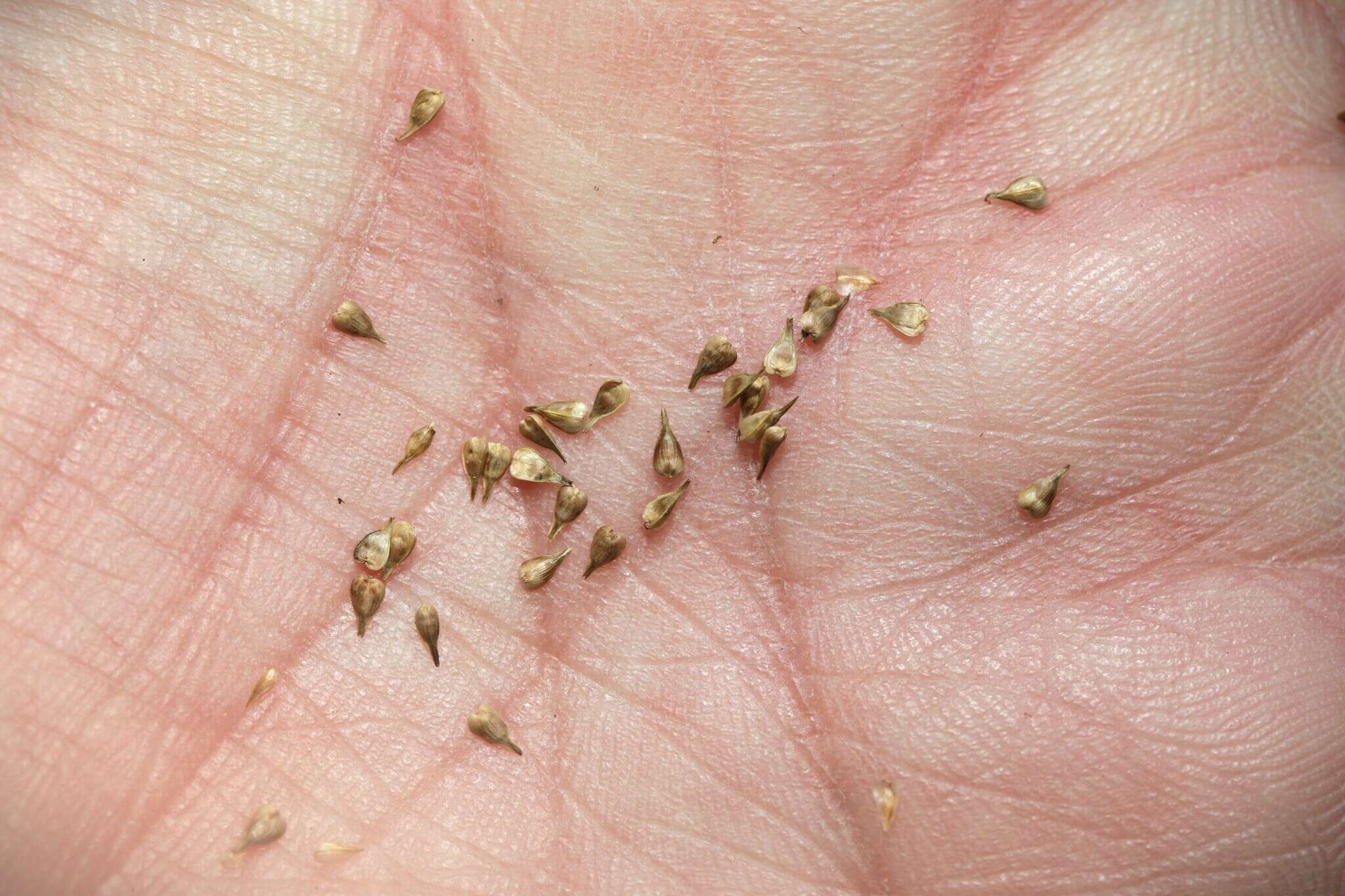 Image of prickly bog sedge