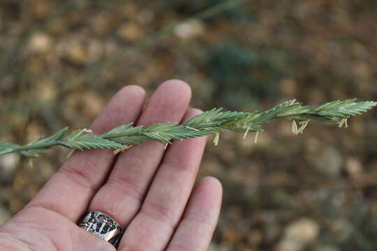 Image of tall wheatgrass