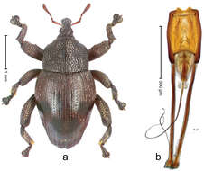 Image of Trigonopterus merubetirensis Riedel 2014