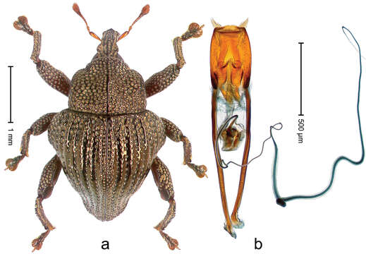 Image of Trigonopterus micans Riedel 2014