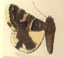 Image of Drasteria Hübner 1818