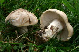 Image of Calocybe