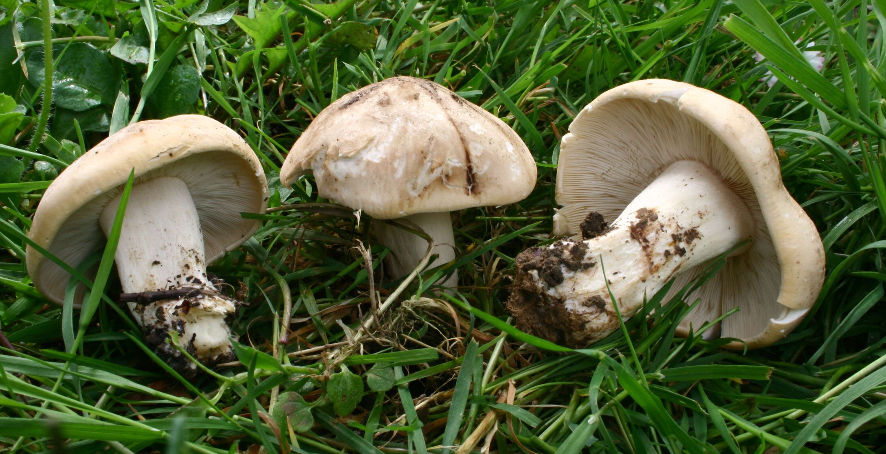 Image of Calocybe