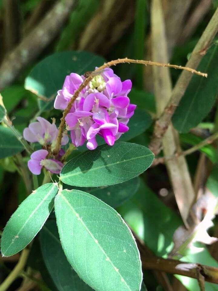 Слика од Grona heterocarpos var. strigosa (Meeuwen) H. Ohashi & K. Ohashi