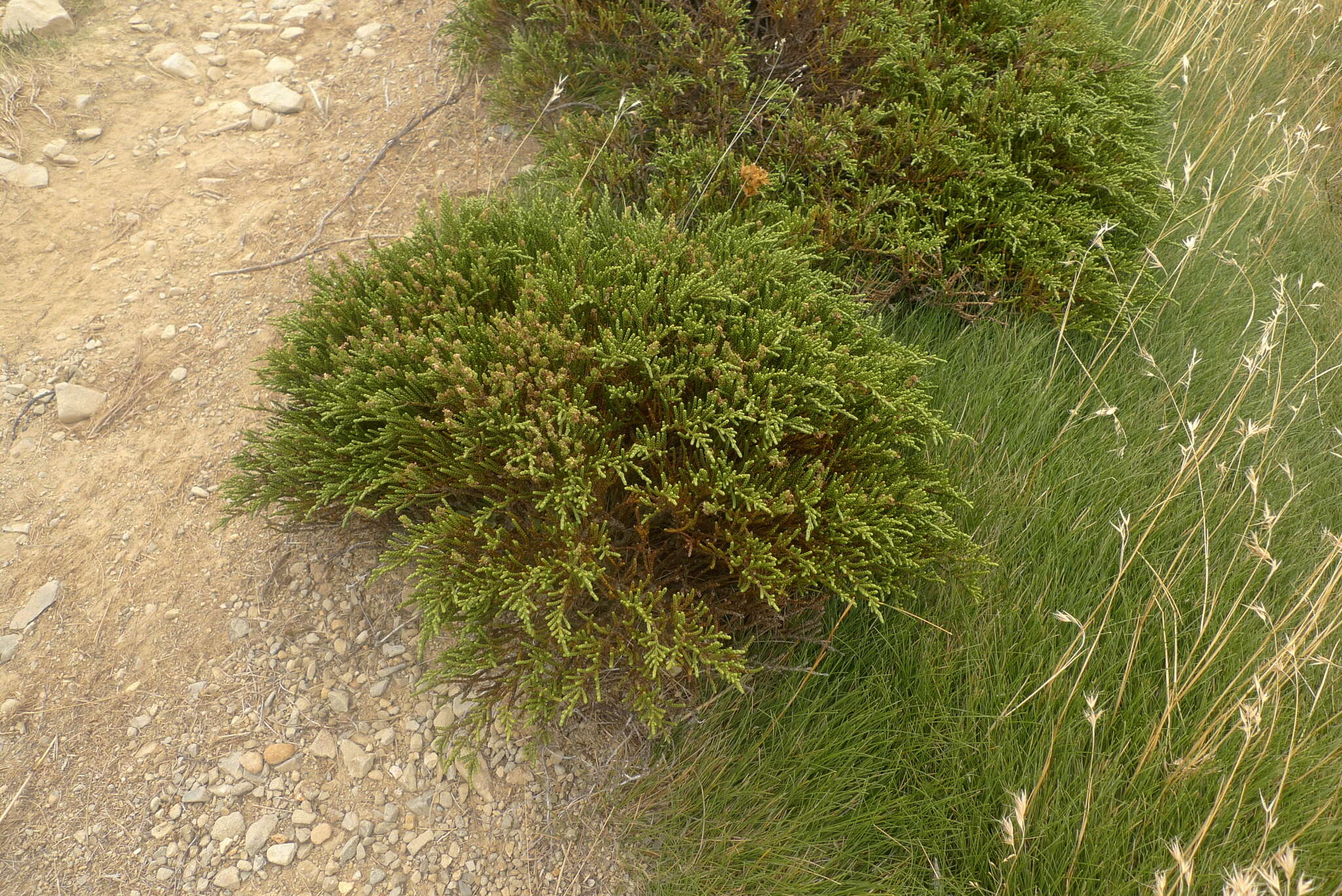 Veronica hectorii subsp. coarctata (Cheesem.) Garn.-Jones resmi