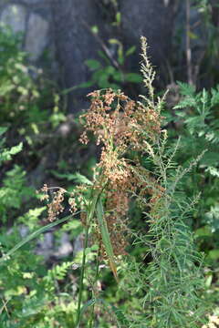 Imagem de Scirpus lushanensis Ohwi