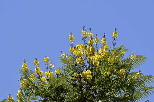 Plancia ëd Schizolobium parahyba (Vell.) S. F. Blake