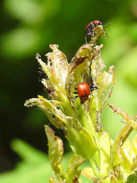 Image of Oak Leaf-roller