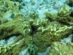 Image of Fire coral