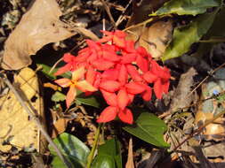 Image of scarlet jungleflame