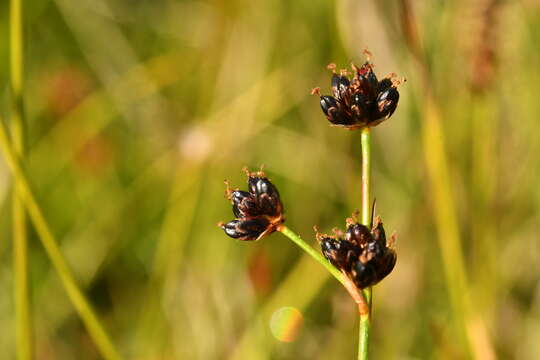 Imagem de Juncus alpinoarticulatus subsp. alpinoarticulatus