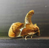 Image of Yellow-shouldered Slug Moth