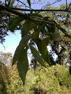 Image of <i>Sambucus cerulea</i>