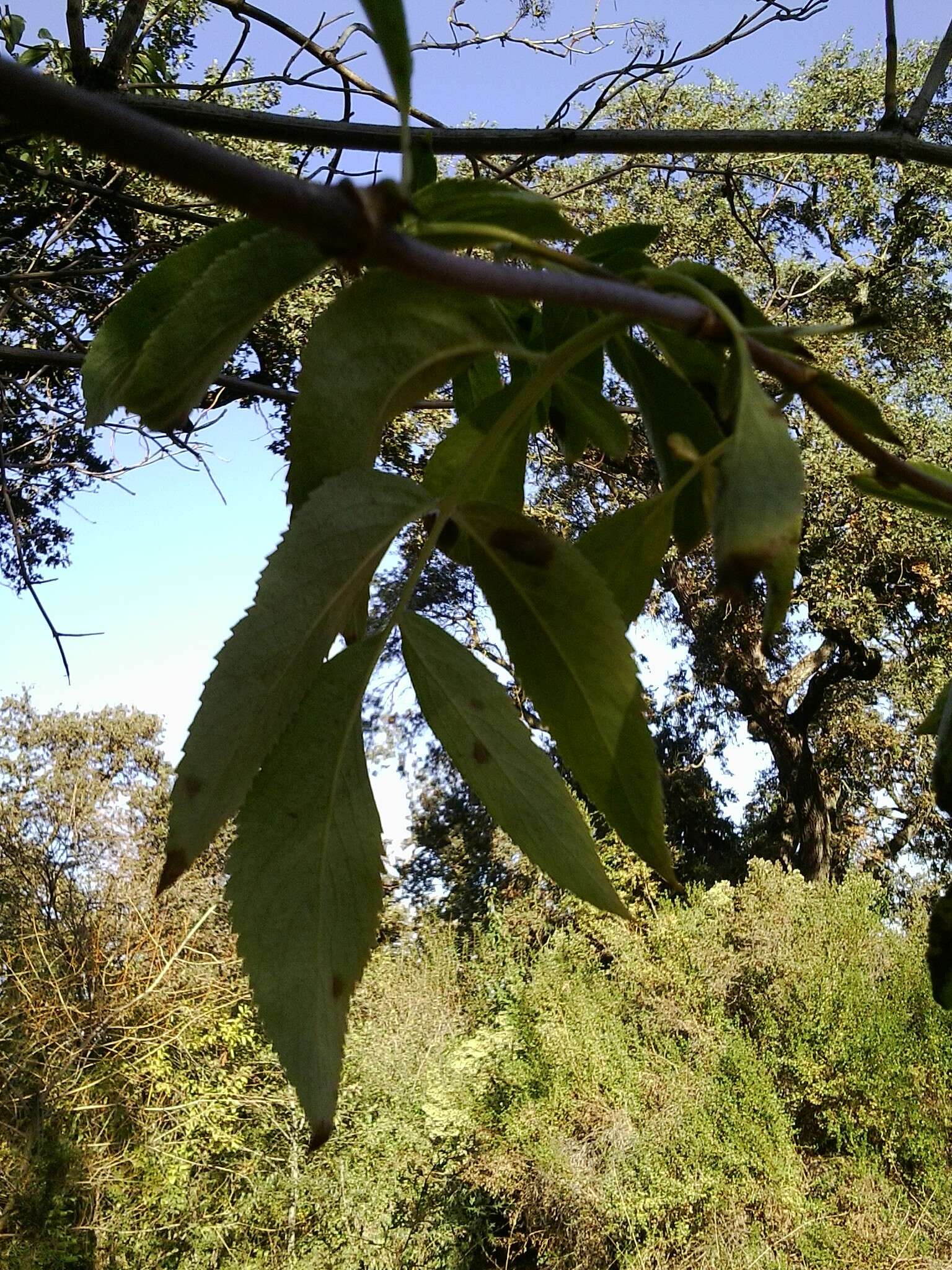 Image of <i>Sambucus cerulea</i>