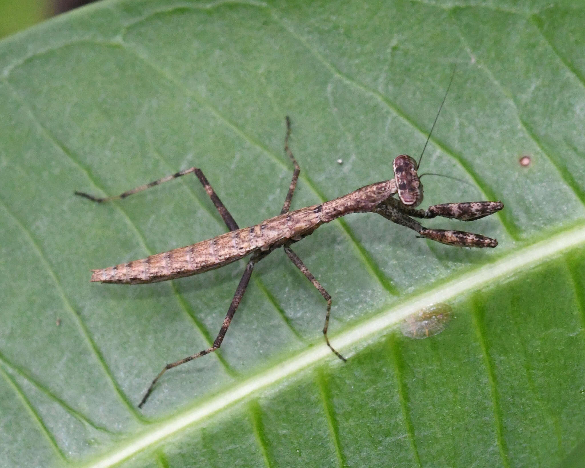 Слика од Callimantis antillarum Saussure 1859