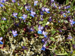 Image of maiden blue eyed Mary