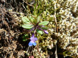 Image of maiden blue eyed Mary