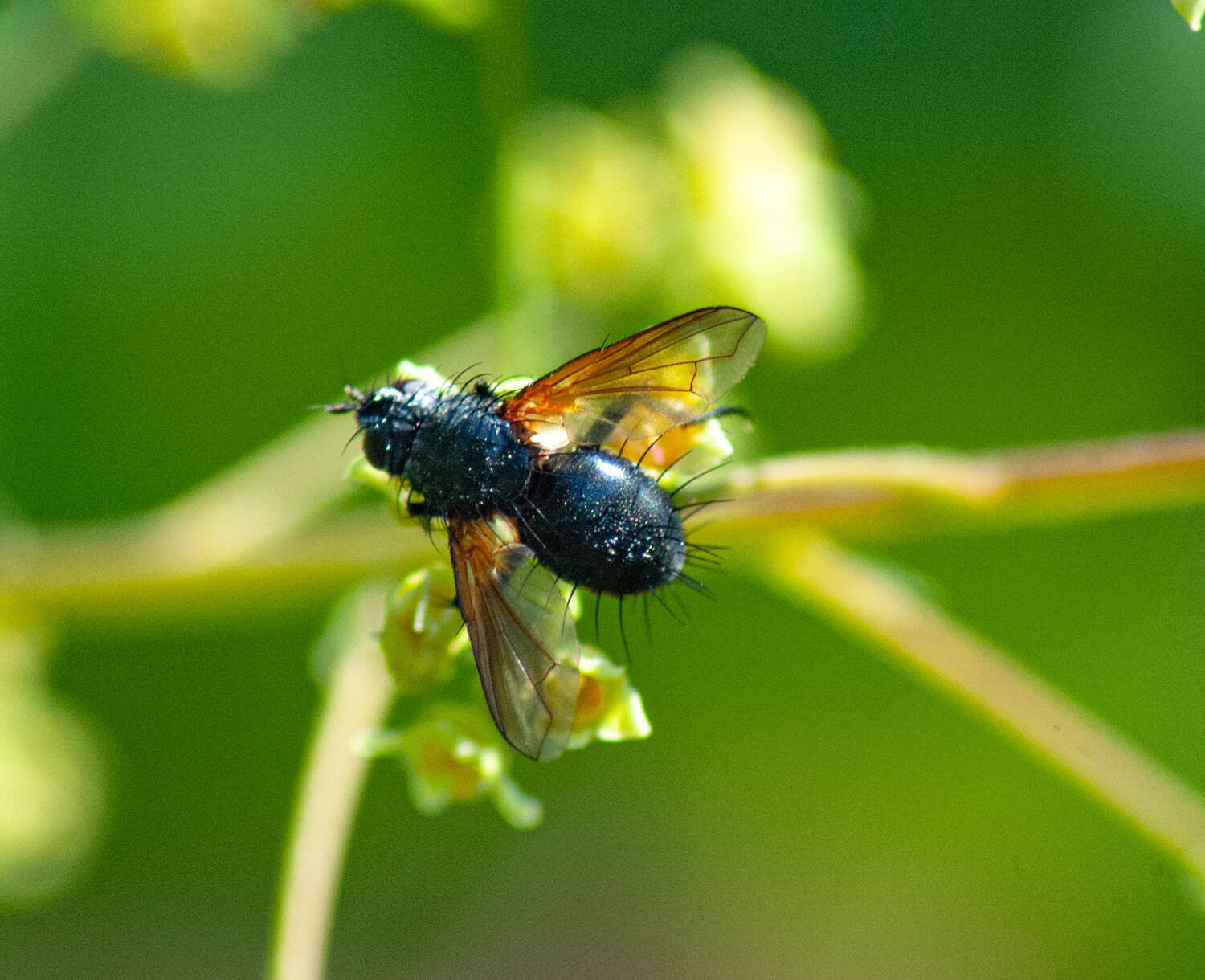 Zophomyia resmi