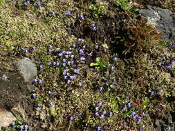 Image of maiden blue eyed Mary