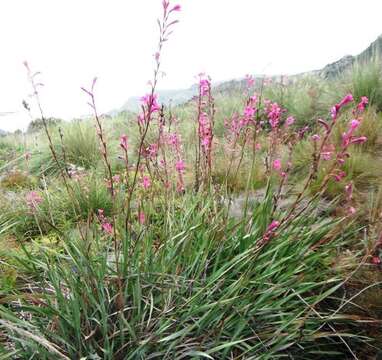 Image of Watsonia rogersii L. Bolus