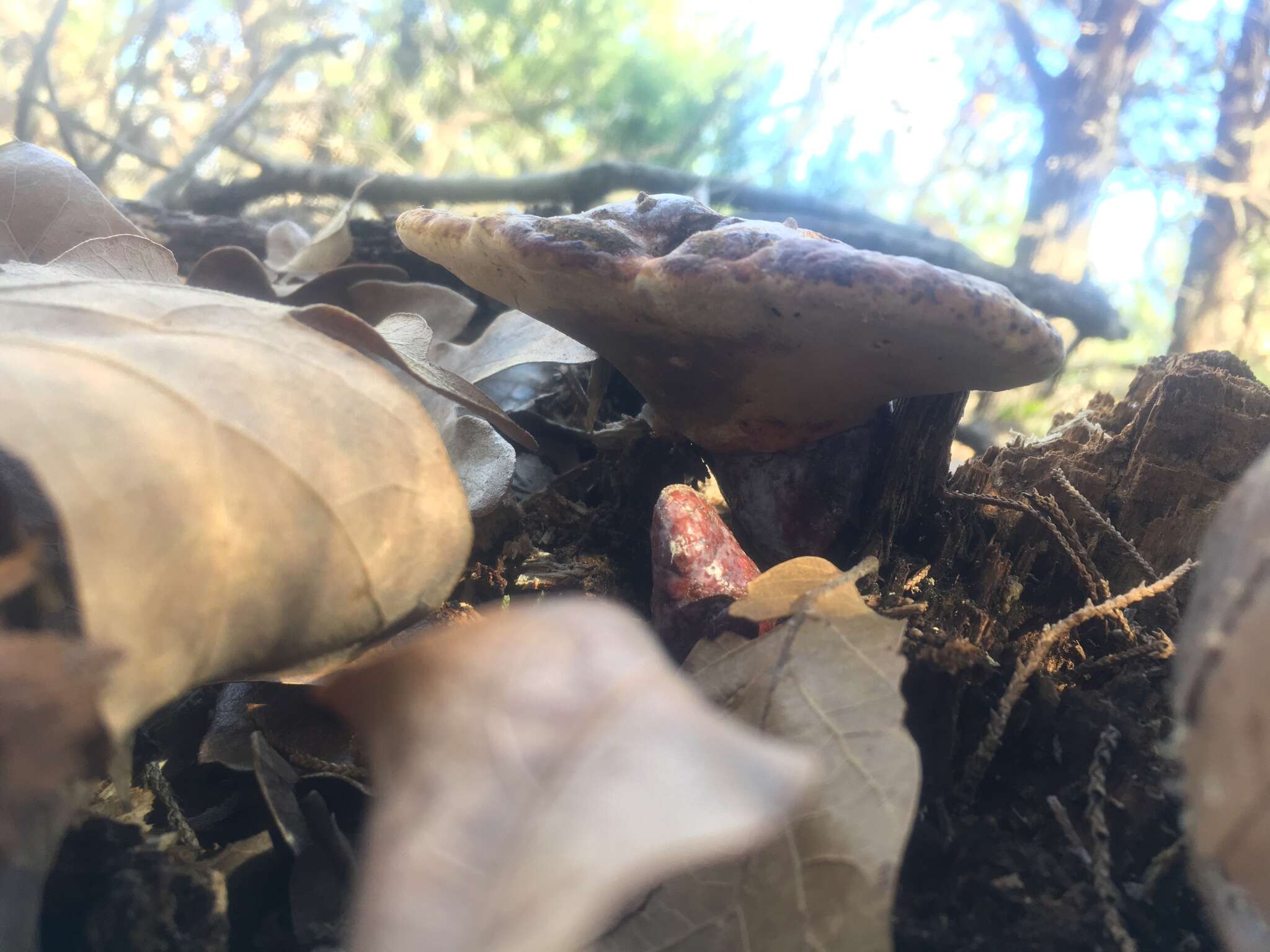 Image of Ganoderma curtisii (Berk.) Murrill 1908