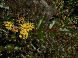 Image of Hollyleaved barberry