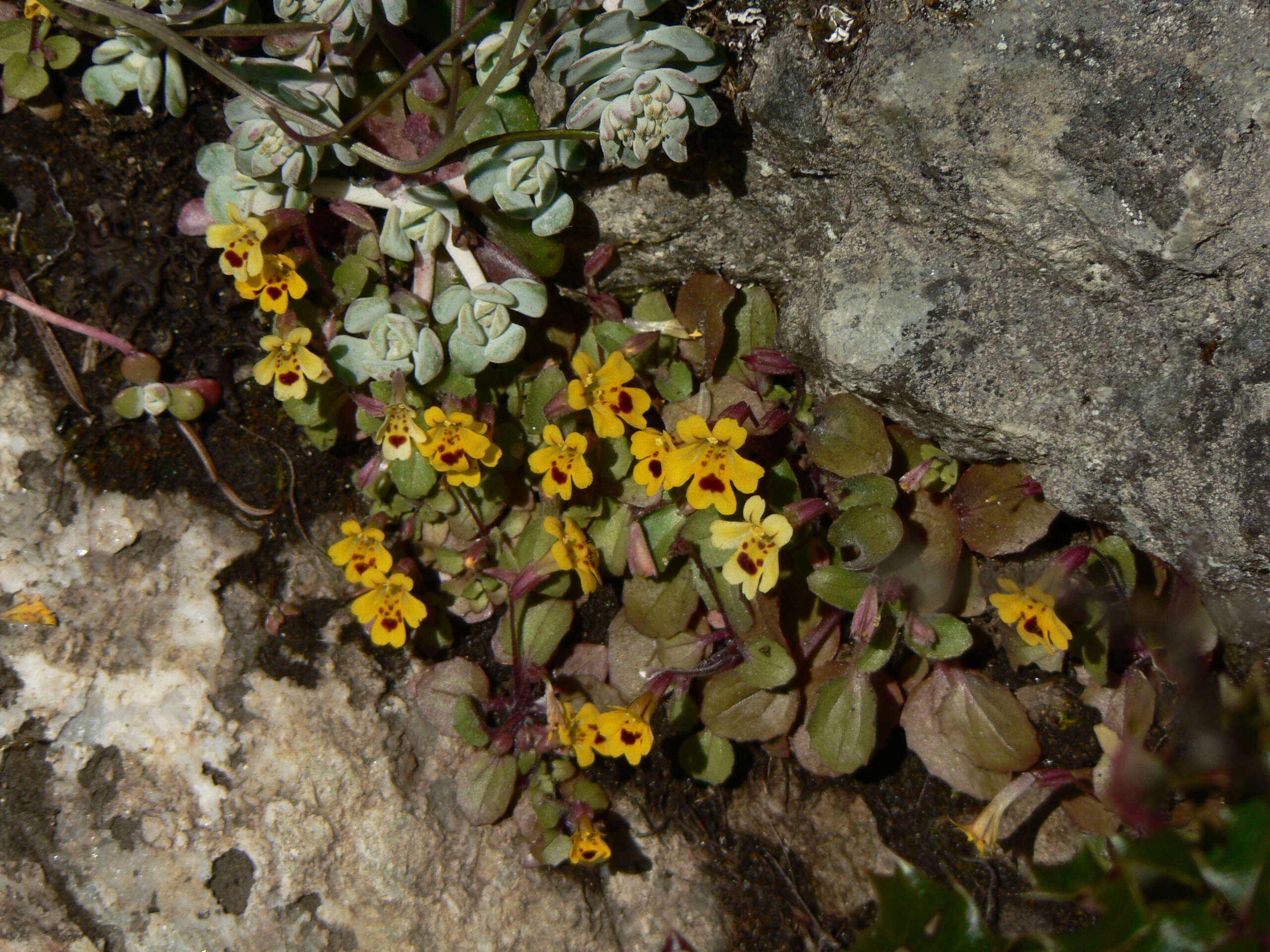 Image de Erythranthe primuloides (Benth.) G. L. Nesom & N. S. Fraga