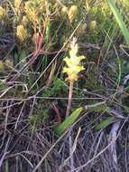 Image of Lachenalia longibracteata E. Phillips