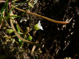 صورة Montia linearis (Dougl. ex Hook.) Greene
