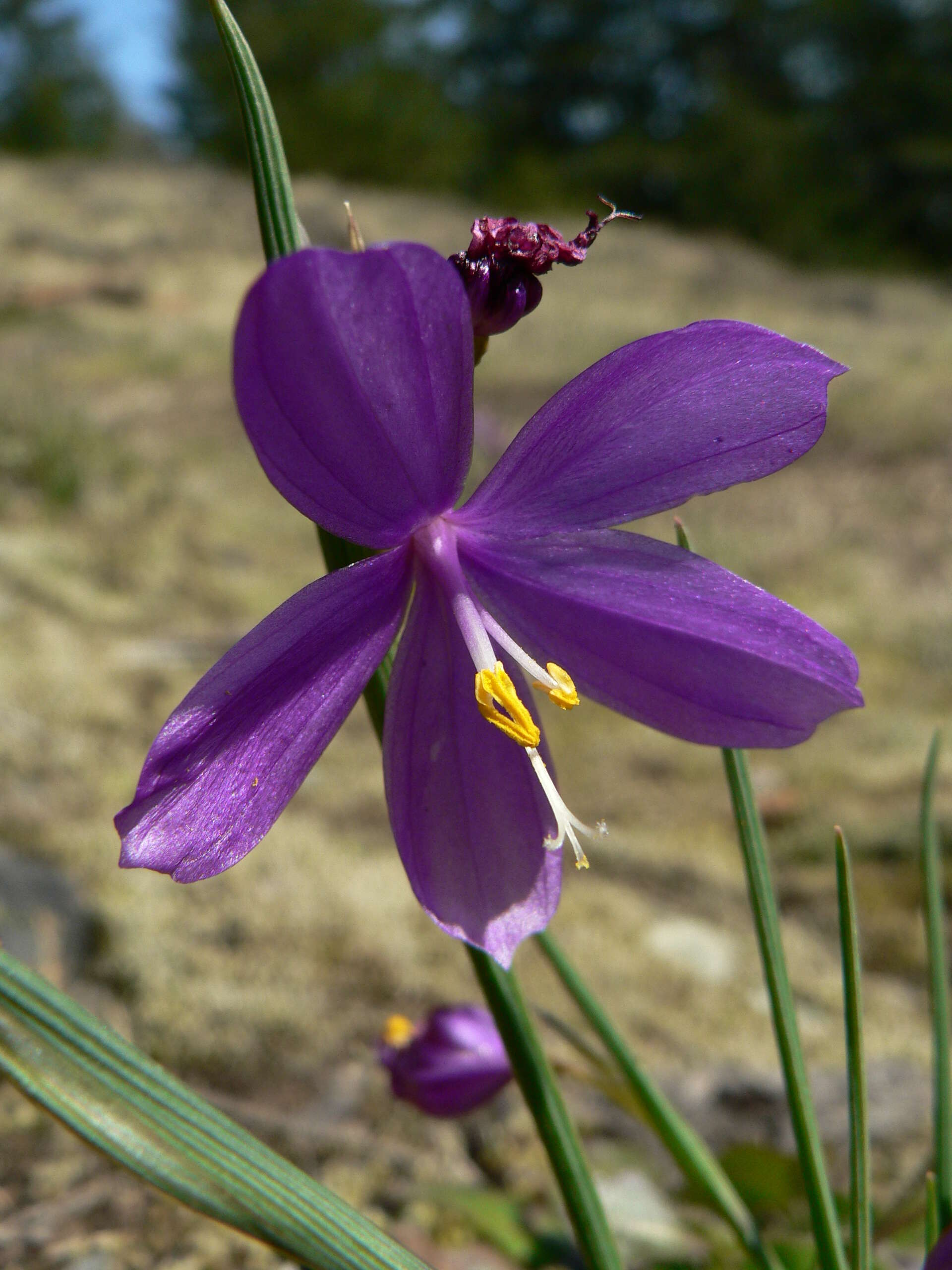 Image of Douglas' grasswidow