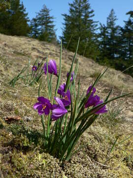 Image of Douglas' grasswidow