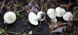 Image of Calocybe