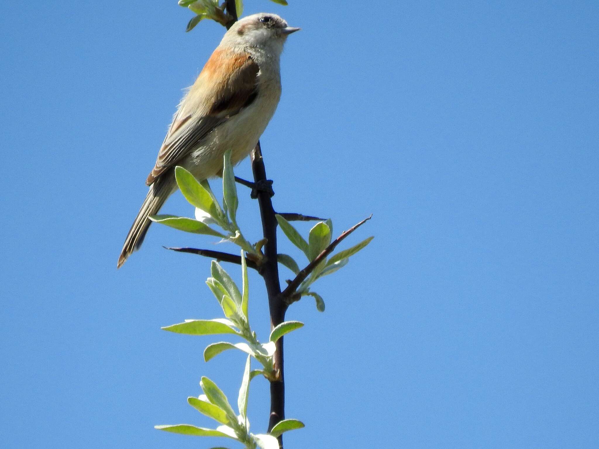 Image of White-Crowned Penduline Tit