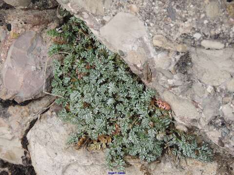 Image of Erodium rupestre (Pourret ex Cav.) Guittonneau