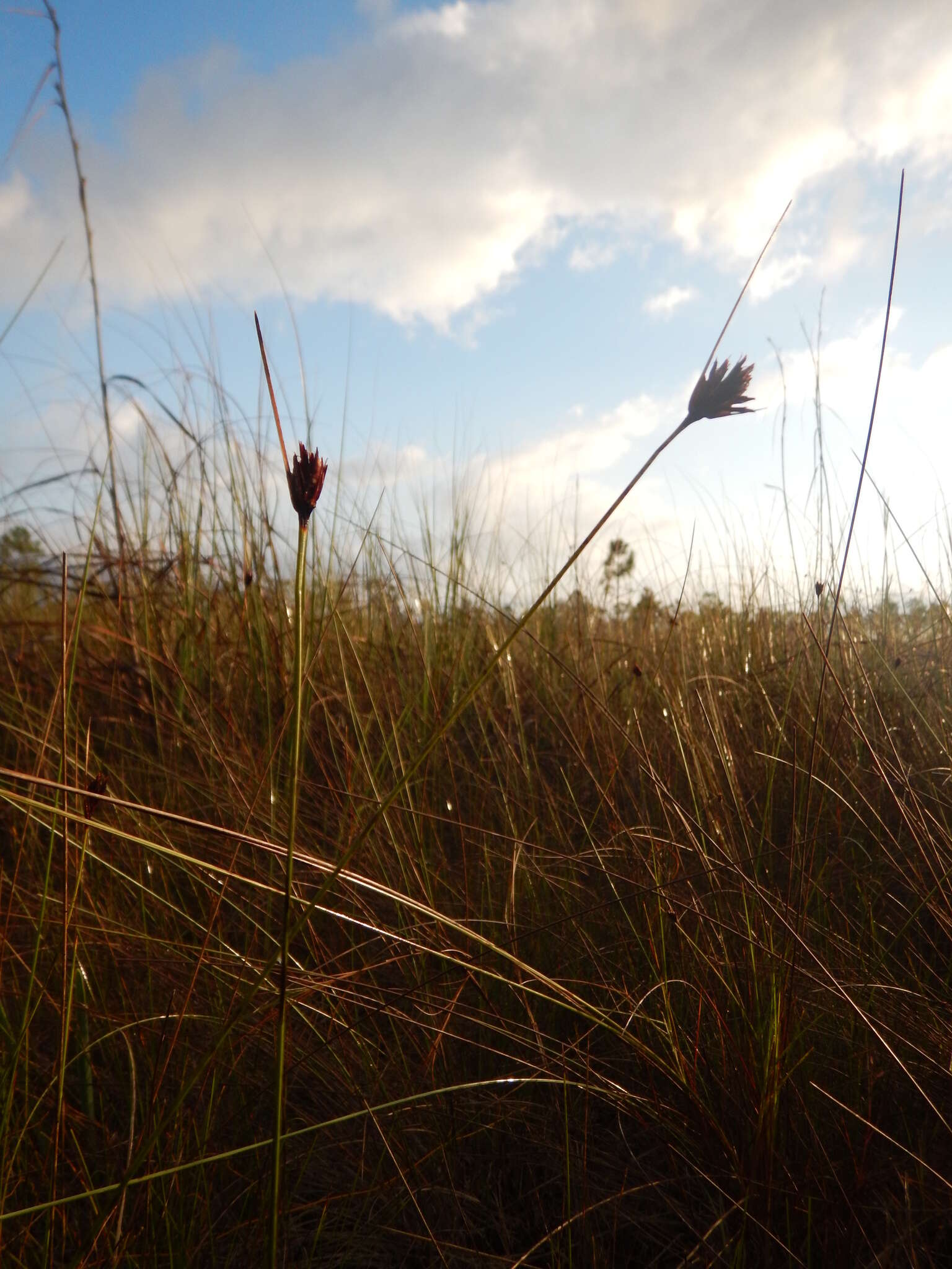 Image of Black Bog-rush