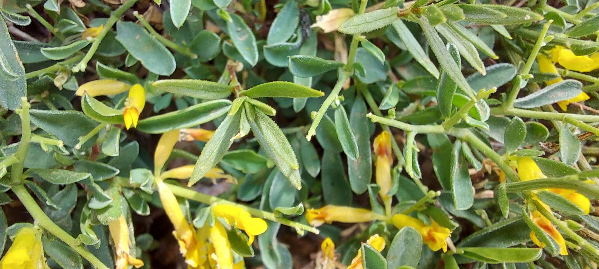 Image of Anthyllis hermanniae subsp. corsica