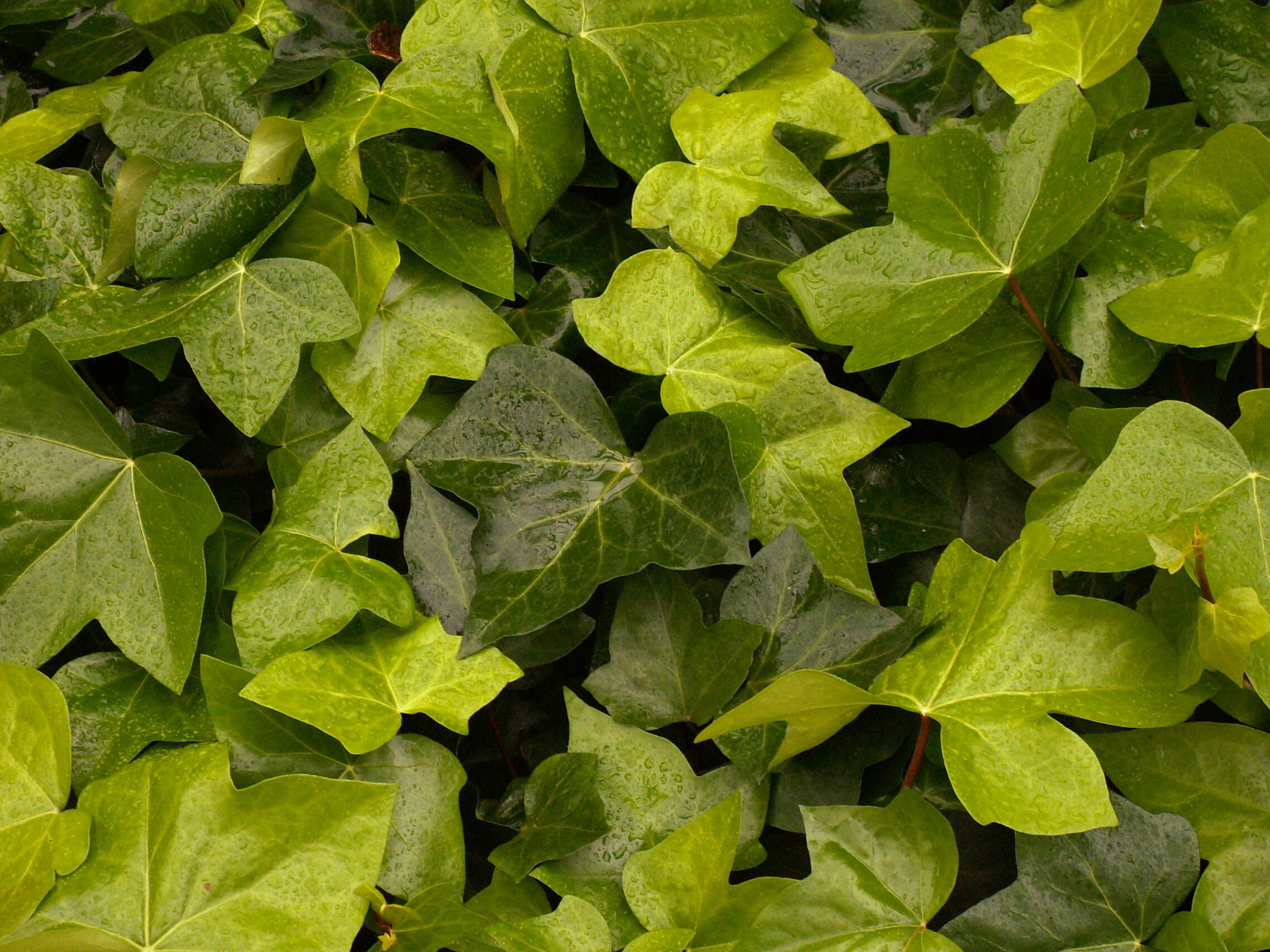 Image of Algerian ivy