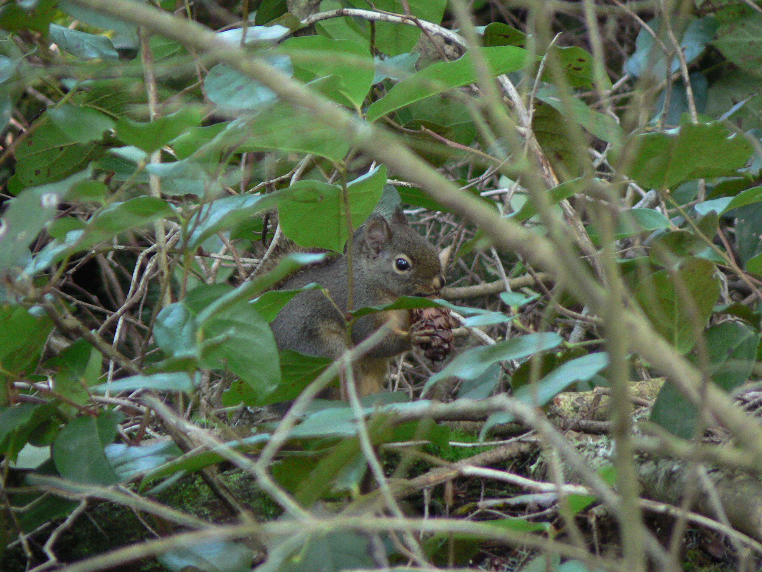 Image of Douglas's Squirrel